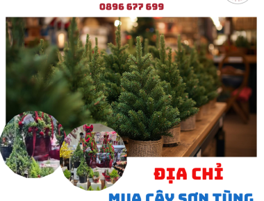 Địa điểm mua cây Tùng noel decor trang trí ở Quận 7