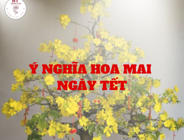 Ý nghĩa trưng hoa mai ngày tết