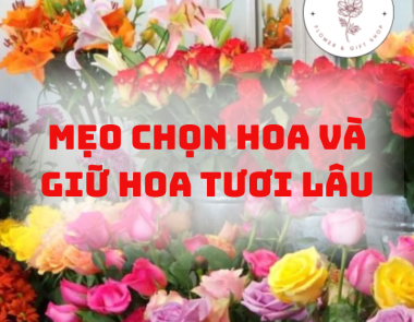 Mẹo chọn hoa và giữ hoa tươi lâu khi mua tại shop hoặc chợ hoa