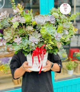 BÌNH SEN ĐÁ MỘC