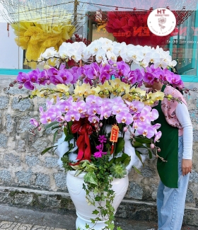 LAN HỒ ĐIỆP PHỐI MÀU- 24 CÀNH