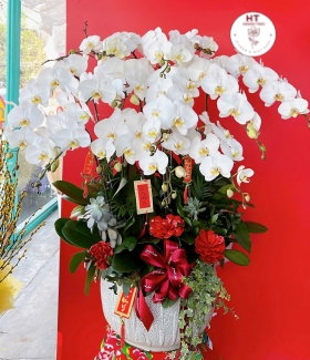 LAN HỒ ĐIỆP TRẮNG - 12 CÀNH