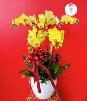 LAN HỒ ĐIỆP VÀNG - 5 CÀNH