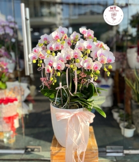 CHẬU HỒ ĐIỆP 10 CÀNH