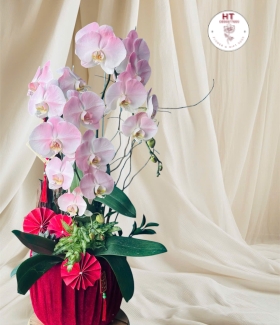 CHẬU LAN HỒ ĐIỆP - 2 CÀNH
