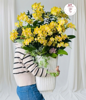 CHẬU LAN HỒ ĐIỆP MINI VÀNG