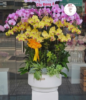 LAN HỒ ĐIỆP 03
