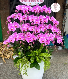 LAN HỒ ĐIỆP 02