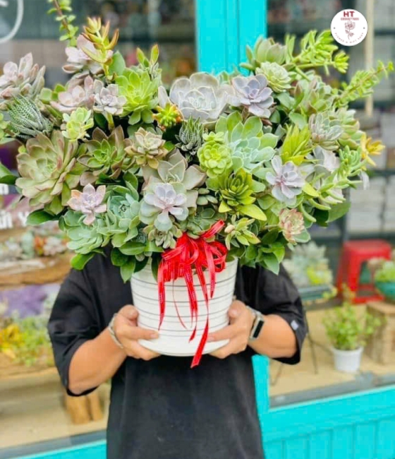 BÌNH SEN ĐÁ MỘC