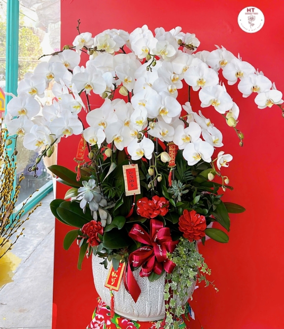 LAN HỒ ĐIỆP TRẮNG - 12 CÀNH