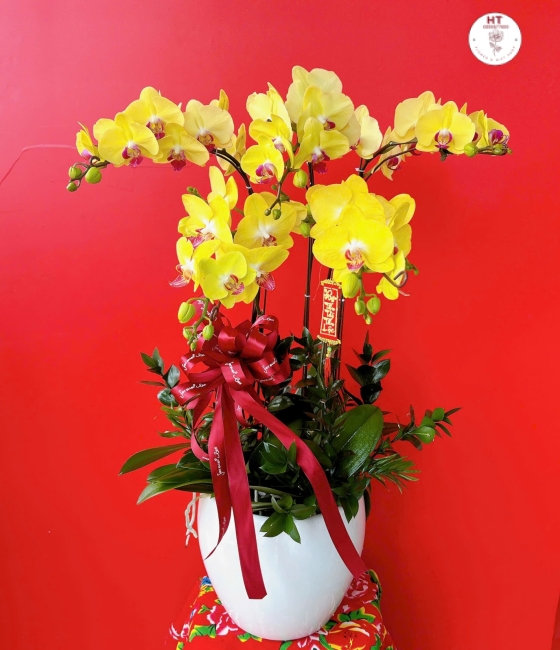 LAN HỒ ĐIỆP VÀNG - 5 CÀNH