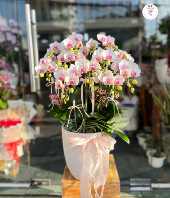 CHẬU HỒ ĐIỆP 10 CÀNH