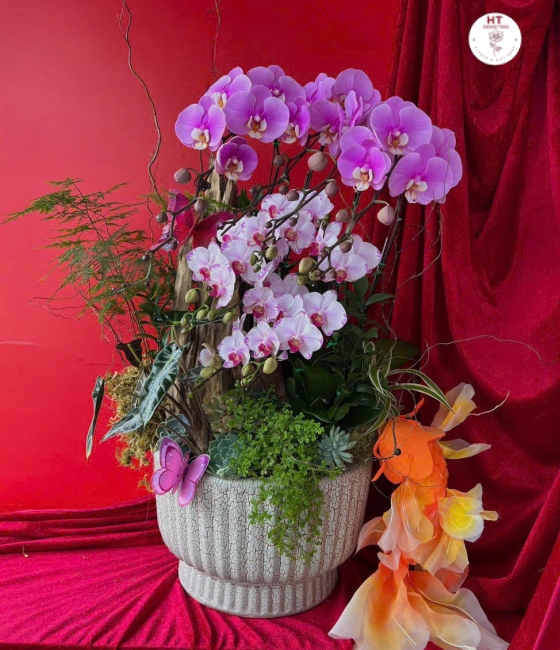LAN HỒ ĐIỆP 04