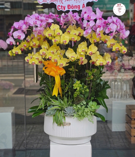 LAN HỒ ĐIỆP 03