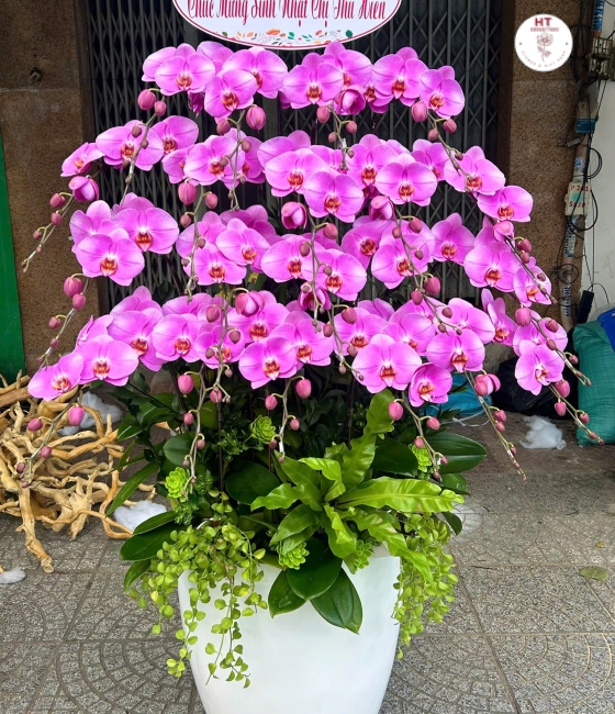 LAN HỒ ĐIỆP 02